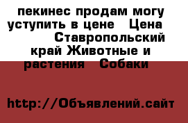 пекинес продам могу уступить в цене › Цена ­ 4 000 - Ставропольский край Животные и растения » Собаки   